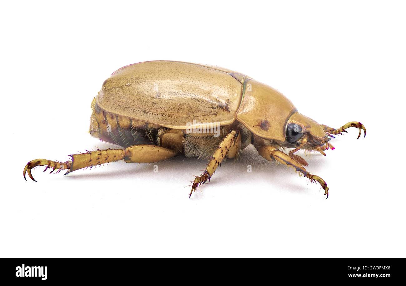 Pelidnota punctata - the grapevine beetle, spotted June beetle or ...