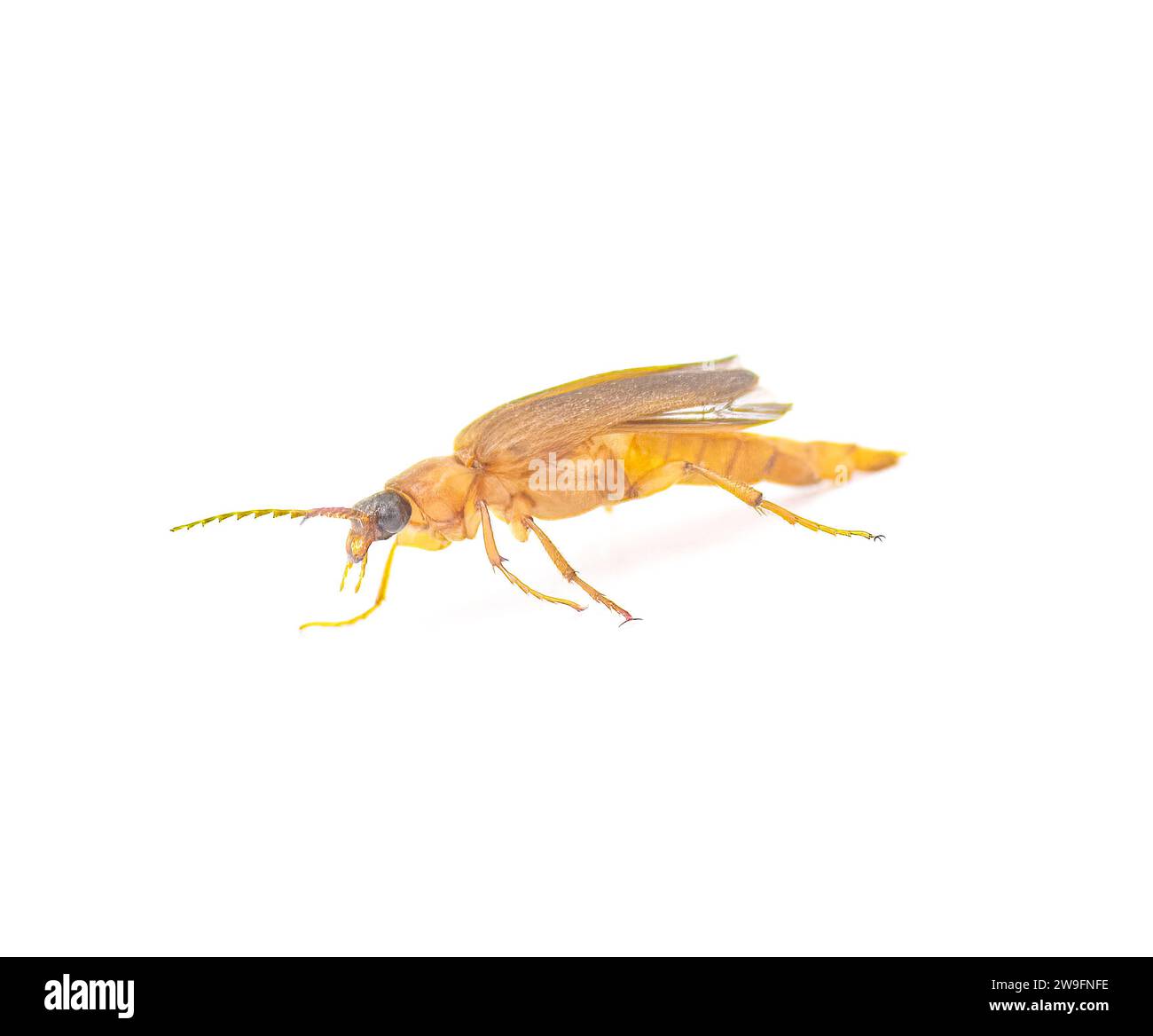 Flat Oak Borer beetle - Smodicum cucujiforme - a small medium size destructive pest of Longhorned beetle that destroy wood during their larval stage. Stock Photo