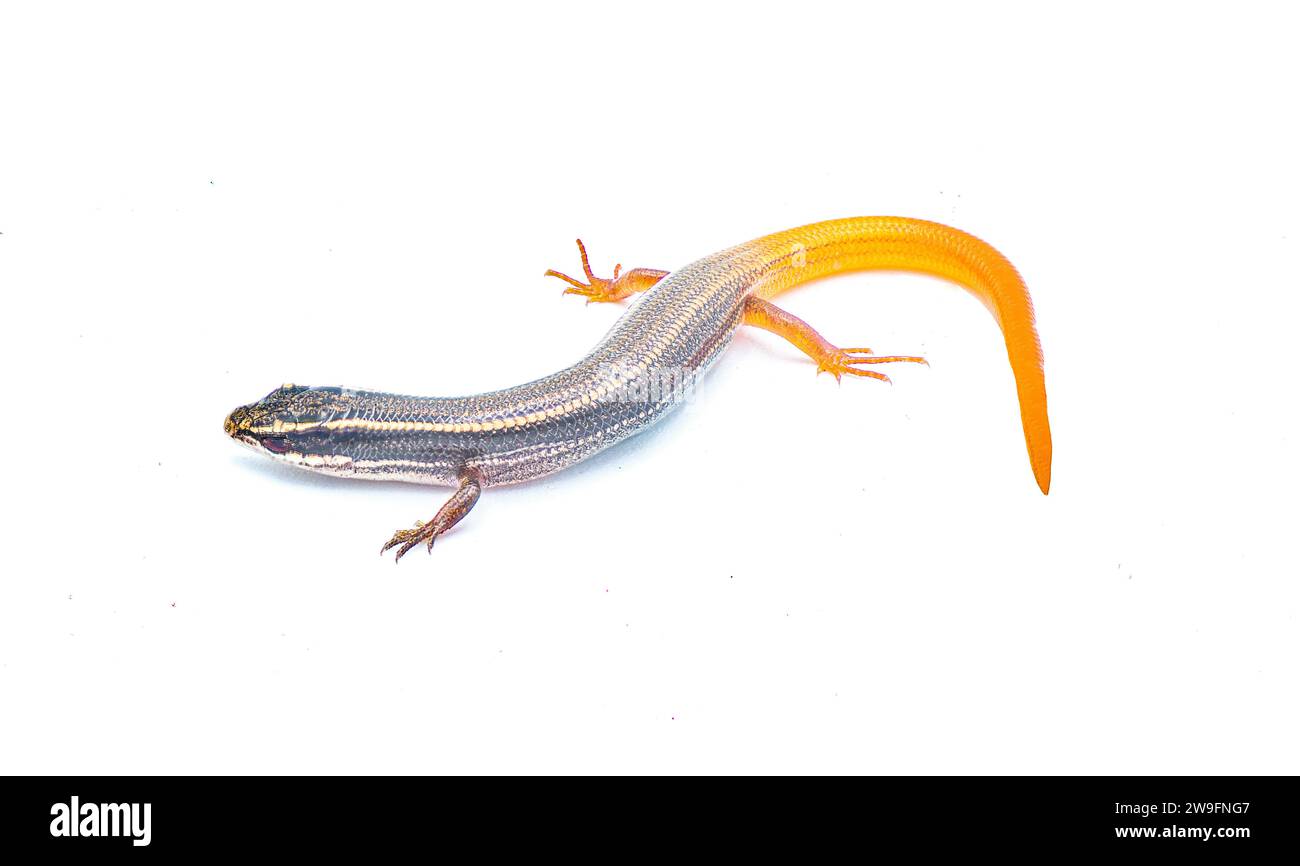 peninsula mole skink lizard - Plestiodon egregius onocrepis - top side ...