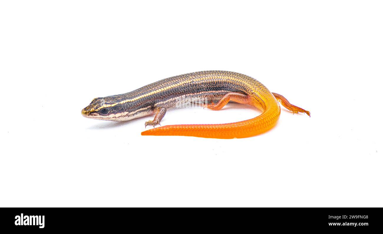 peninsula mole skink lizard - Plestiodon egregius onocrepis - side view ...