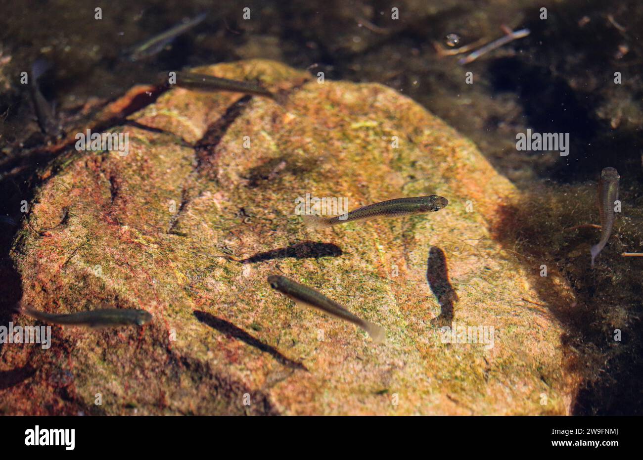 Some western mosquitofish or Gambusia affinis in a pond at the veterans oasis park in Arizona. Stock Photo