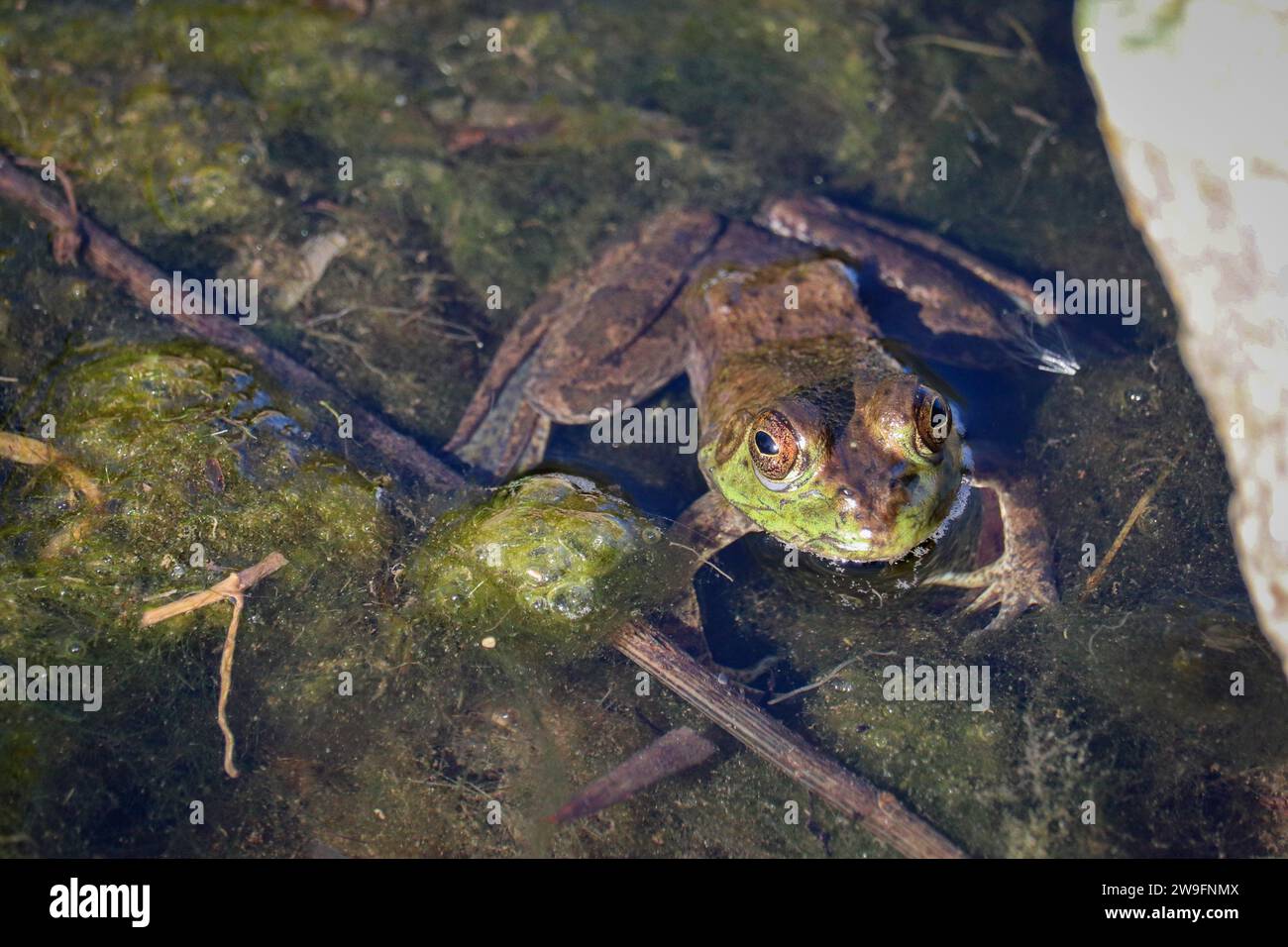 American Bullfrog or Lithobates catesbeianus resting in a pond at the Veteran's oasis park in Arizona. Stock Photo