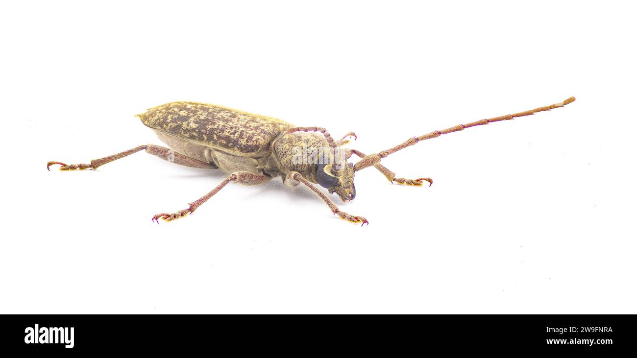 Robust Oak Borer beetle - Enaphalodes atomarius - a large destructive pest of Longhorned beetle that destroy wood during their larval stage.  Isolated Stock Photo