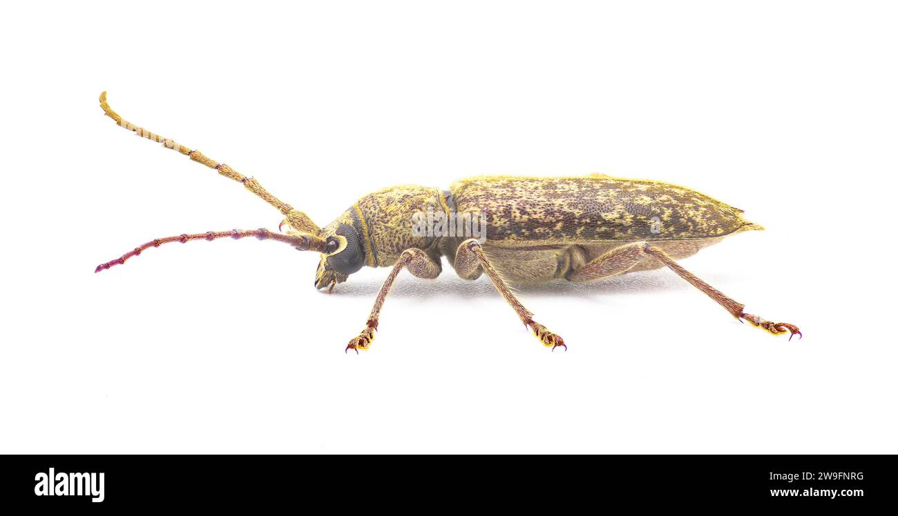 Robust Oak Borer beetle - Enaphalodes atomarius - a large destructive pest of Longhorned beetle that destroy wood during their larval stage.  Isolated Stock Photo
