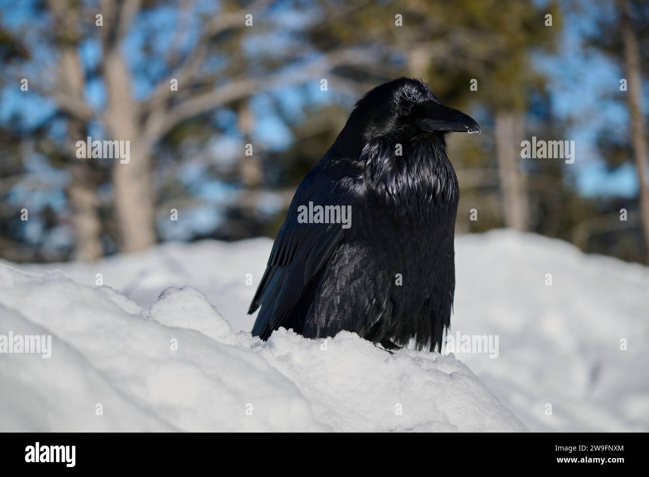 Raven in winter Stock Photo