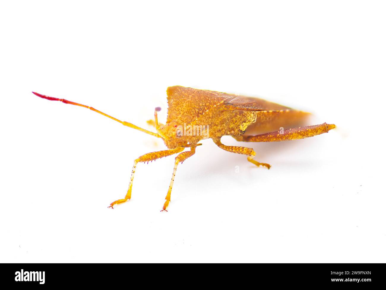 Euthochtha galeator - helmeted squash bug, cored, leaf footed bug.  Common destructive insect pest to orange and citrus trees in Florida. Isolated on Stock Photo