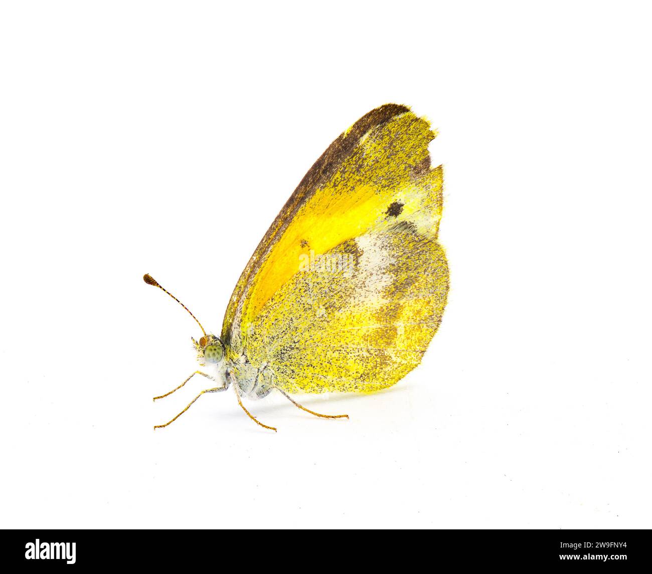 Nathalis iole, the dainty sulphur or dwarf yellow, is a North American butterfly and smallest in the family Pieridae. Isolated on white background sid Stock Photo