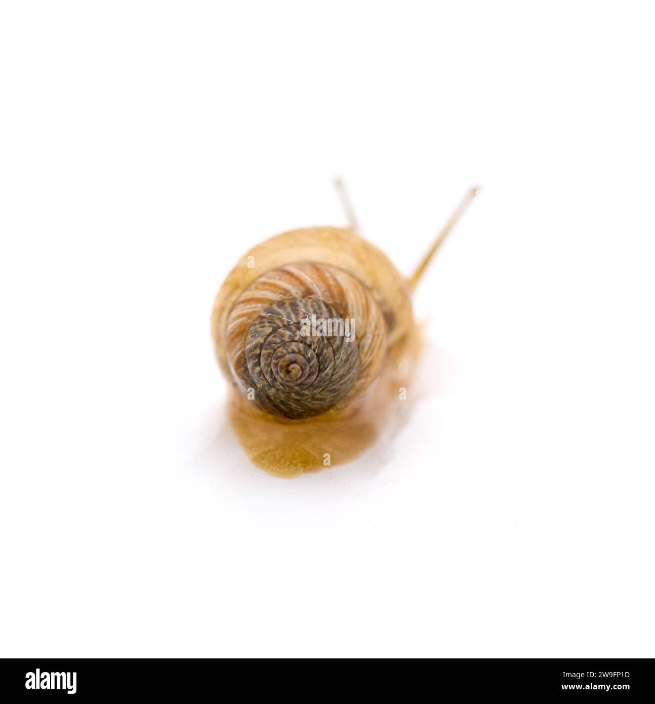 Ghost Bulimulus - Bulimulus sporadicus or Bonairensis invasive species of terrestrial land snail in Florida isolated on white background Back view fro Stock Photo