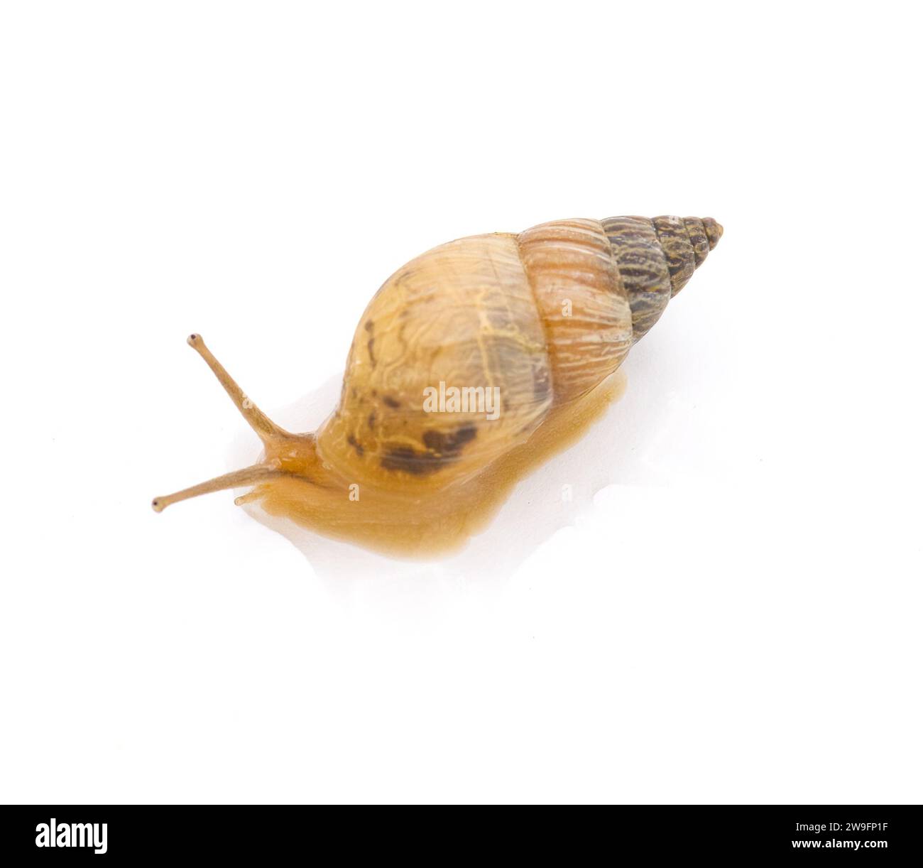 Ghost Bulimulus - Bulimulus sporadicus or Bonairensis invasive species of terrestrial land snail in Florida isolated on white background too dorsal vi Stock Photo