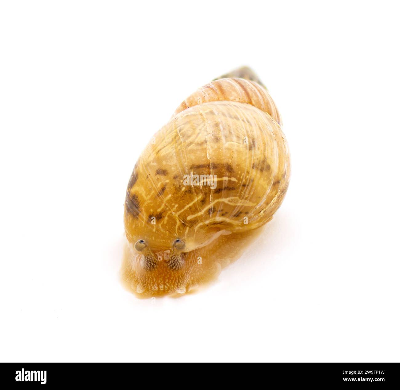 Ghost Bulimulus - Bulimulus sporadicus or Bonairensis invasive species of terrestrial land snail in Florida isolated on white background front face vi Stock Photo