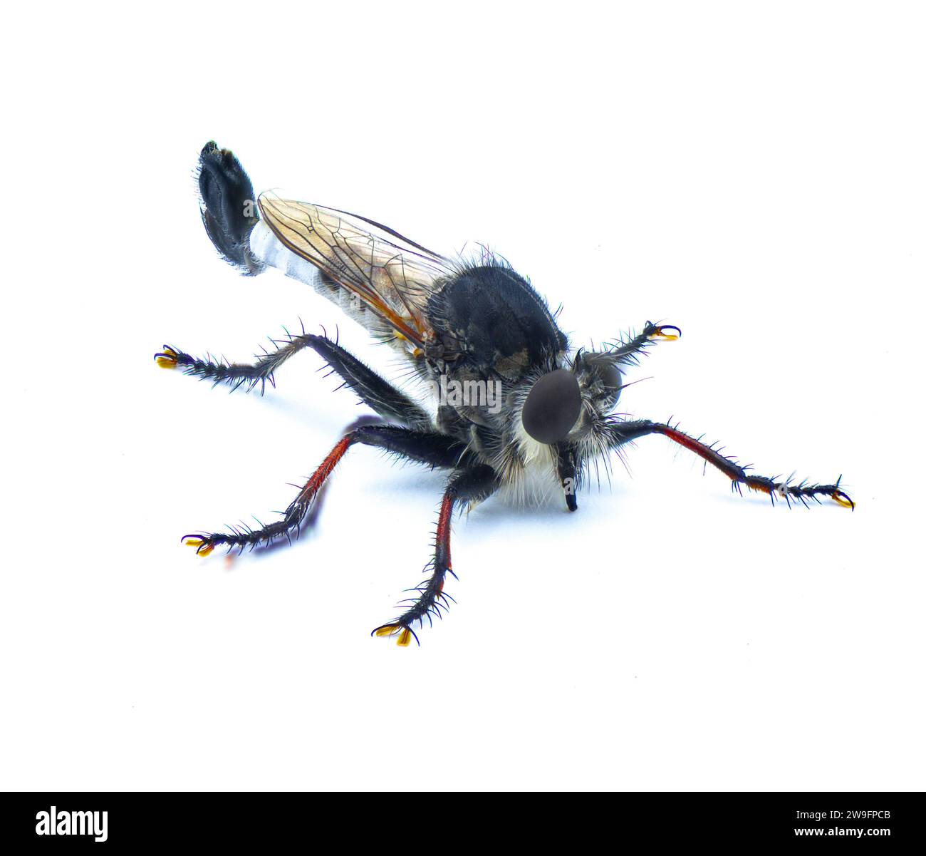 Male adult Nerax femorata or Efferia femoratus a species of robber fly with mostly grey, silver and black colors with red colored tibia and tarsa isol Stock Photo