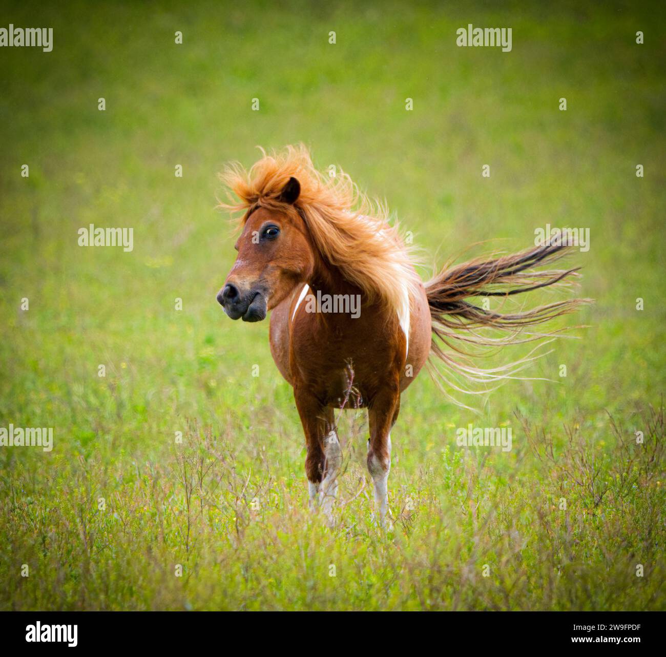 Mini or miniature horse smiling or flirting with fluffy hair mane and tail waving.  Adorable, funny, cute facial expression in fresh green meadow, fie Stock Photo