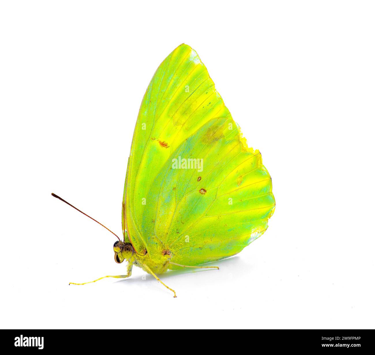 Phoebis sennae - the cloudless sulphur - is a mid sized butterfly in the family Pieridae, lime green and yellow color side front profile view isolated Stock Photo
