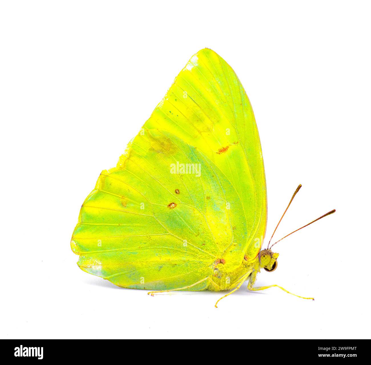 Phoebis sennae - the cloudless sulphur - is a mid sized butterfly in the family Pieridae, lime green and yellow color side profile view isolated on wh Stock Photo