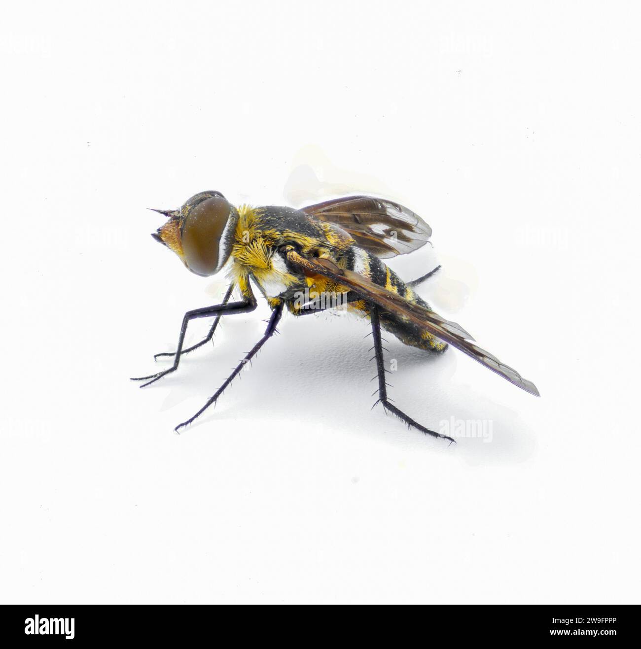 Lesser Bee Fly Exoprosopa fascipennis Florida version of common