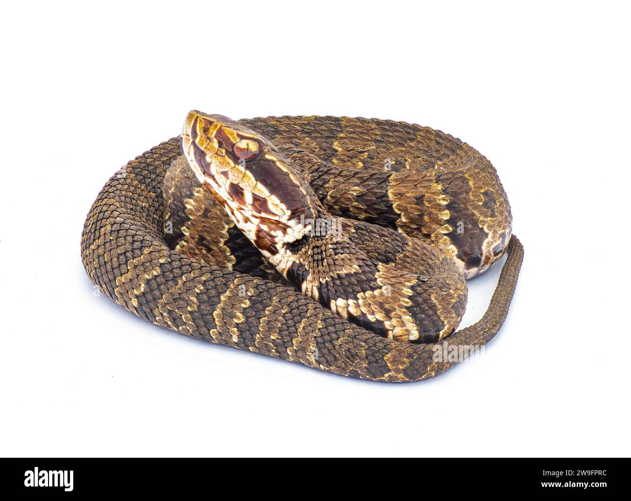 Florida cottonmouth snake Agkistrodon conanti a species of venomous snake, a pit viper