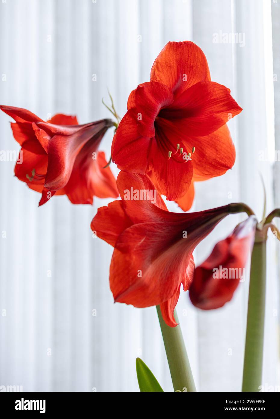 Abstract view of a red amaryllis plant flower in bloom with defocused white vertical blinds background Stock Photo