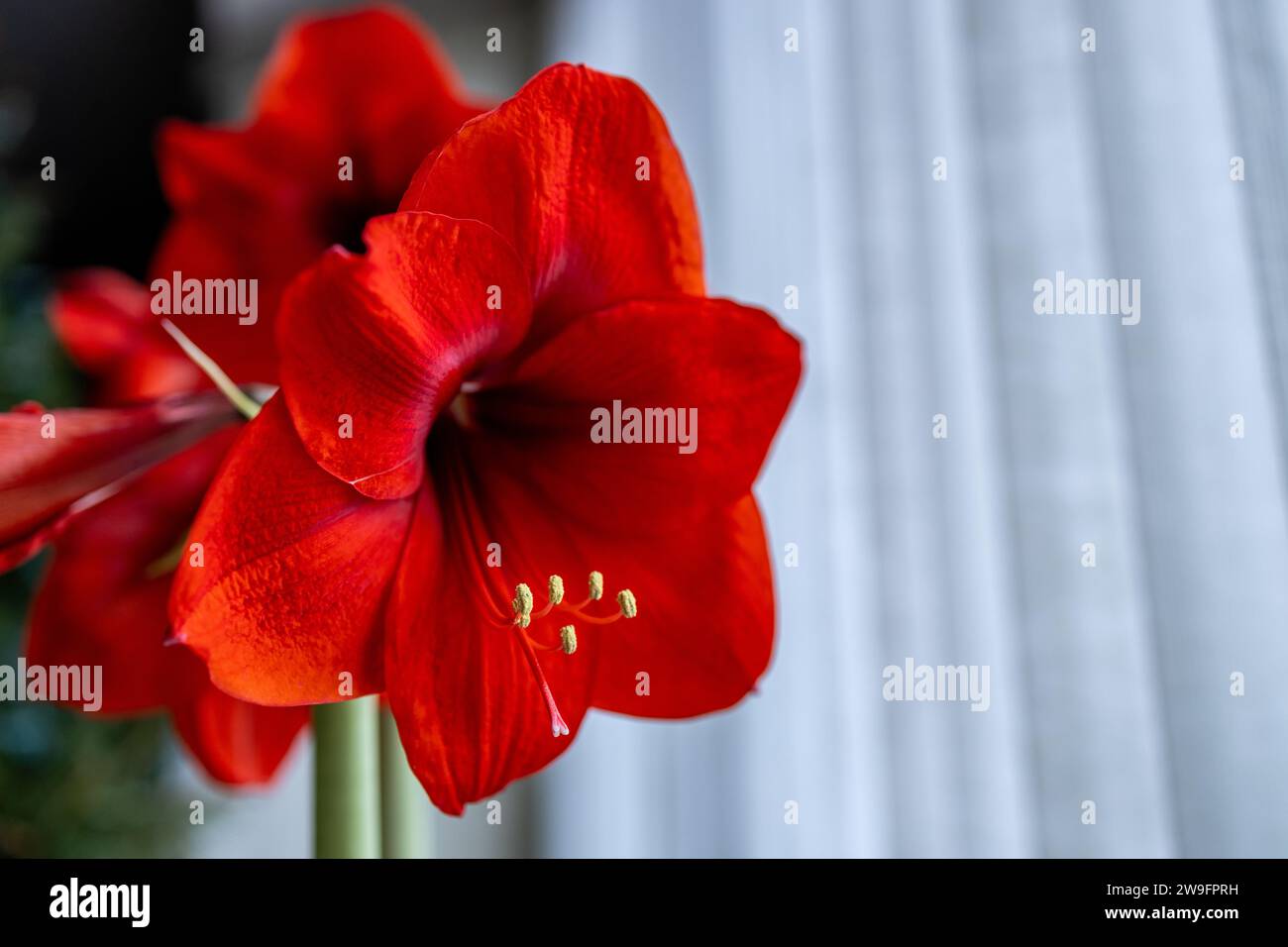 Abstract view of a red amaryllis plant flower in bloom with defocused white vertical blinds background Stock Photo