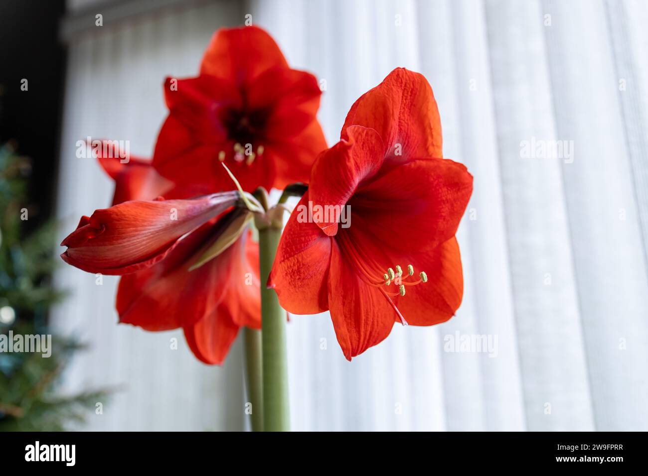 Abstract view of a red amaryllis plant flower in bloom with defocused white vertical blinds background Stock Photo