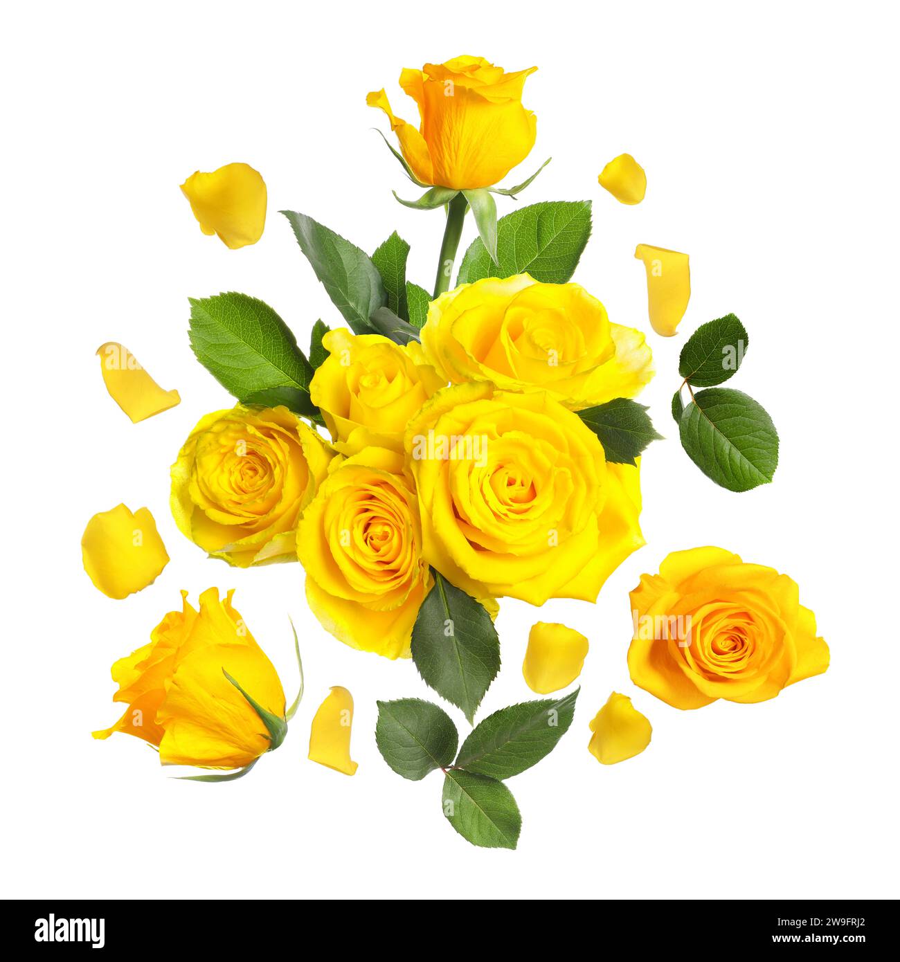 Beautiful yellow roses and green leaves in air on white background ...