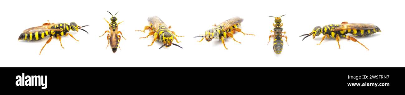 Large black and yellow wasp - Myzinum maculatum - female in great detail throughout isolated on white background. This species is used as a biological Stock Photo