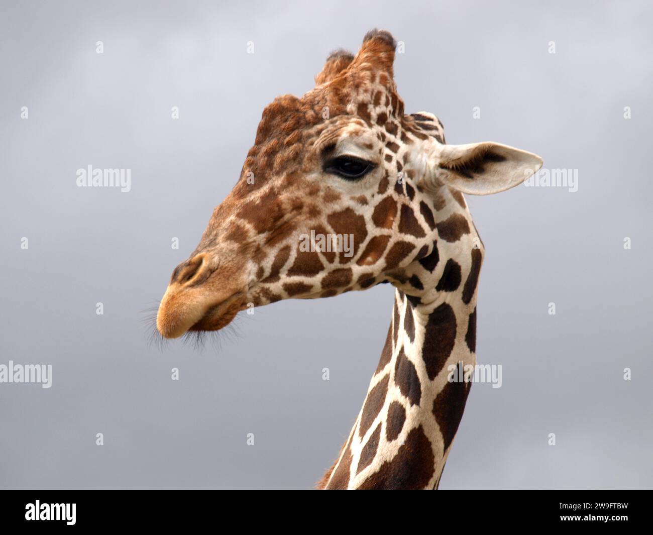 Giraffe close up in a cloudy day. Stock Photo