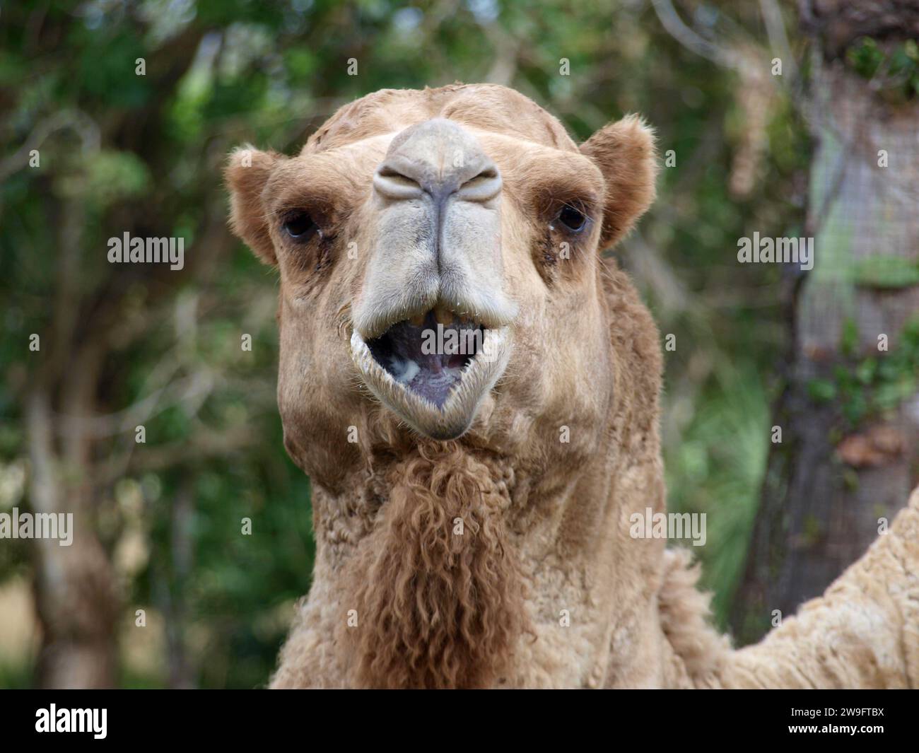 Camel facing camera with funny expression - Close up. Stock Photo