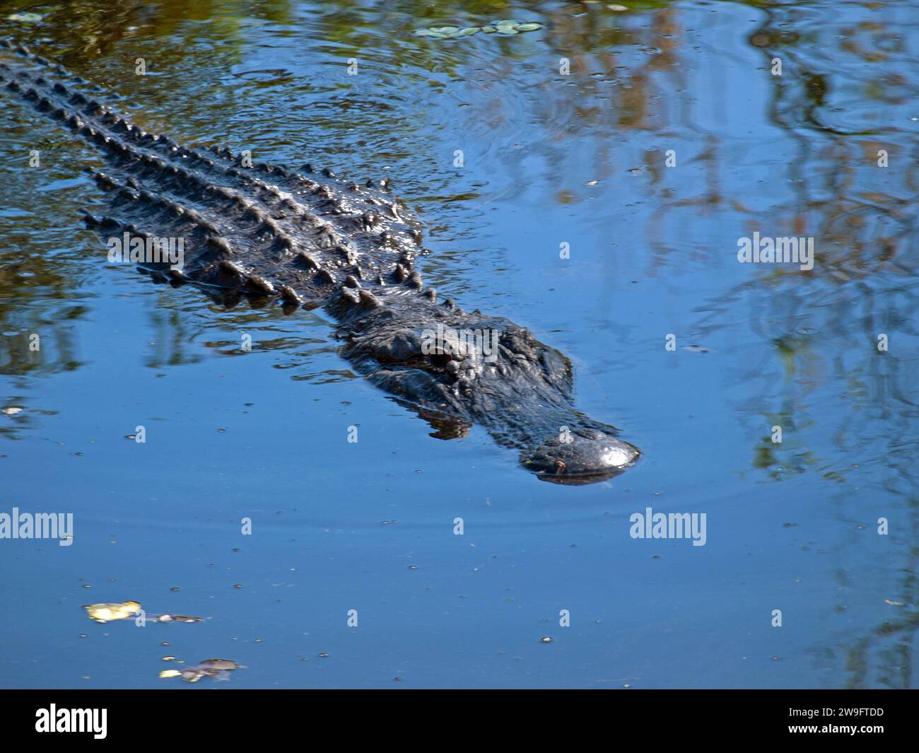 Medium shot of a huge alligator swimming in a lagoon of Big Cypress National Preserve by the remote Bear Island campground. Stock Photo