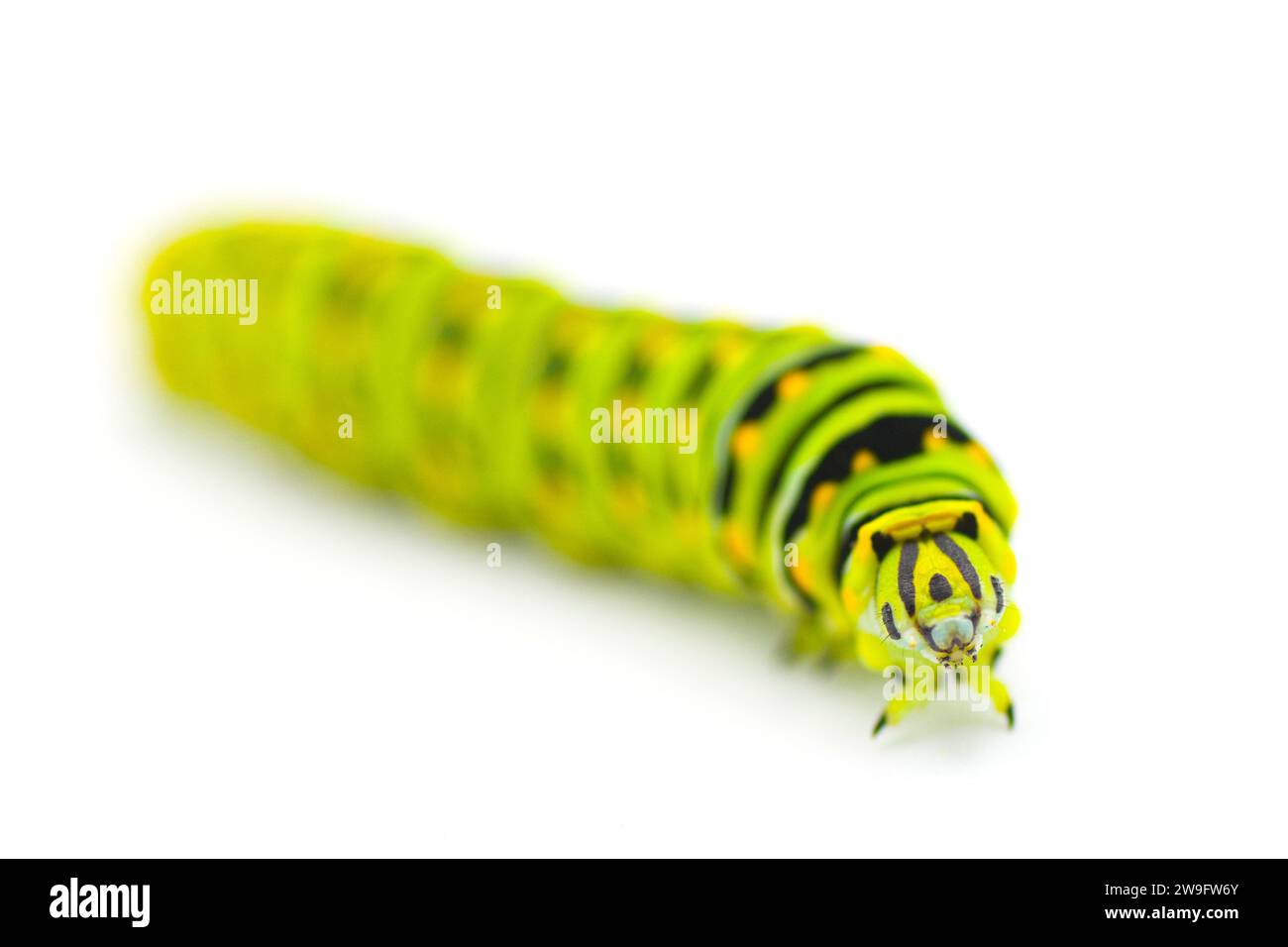 Papilio polyxenes - the black, American, or parsnip swallowtail butterfly caterpillar isolated on white background front face view Stock Photo
