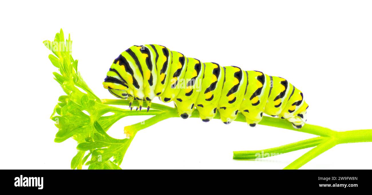 Papilio polyxenes - the black, American, or parsnip swallowtail butterfly caterpillar isolated on white background side profile view on parsley - Petr Stock Photo