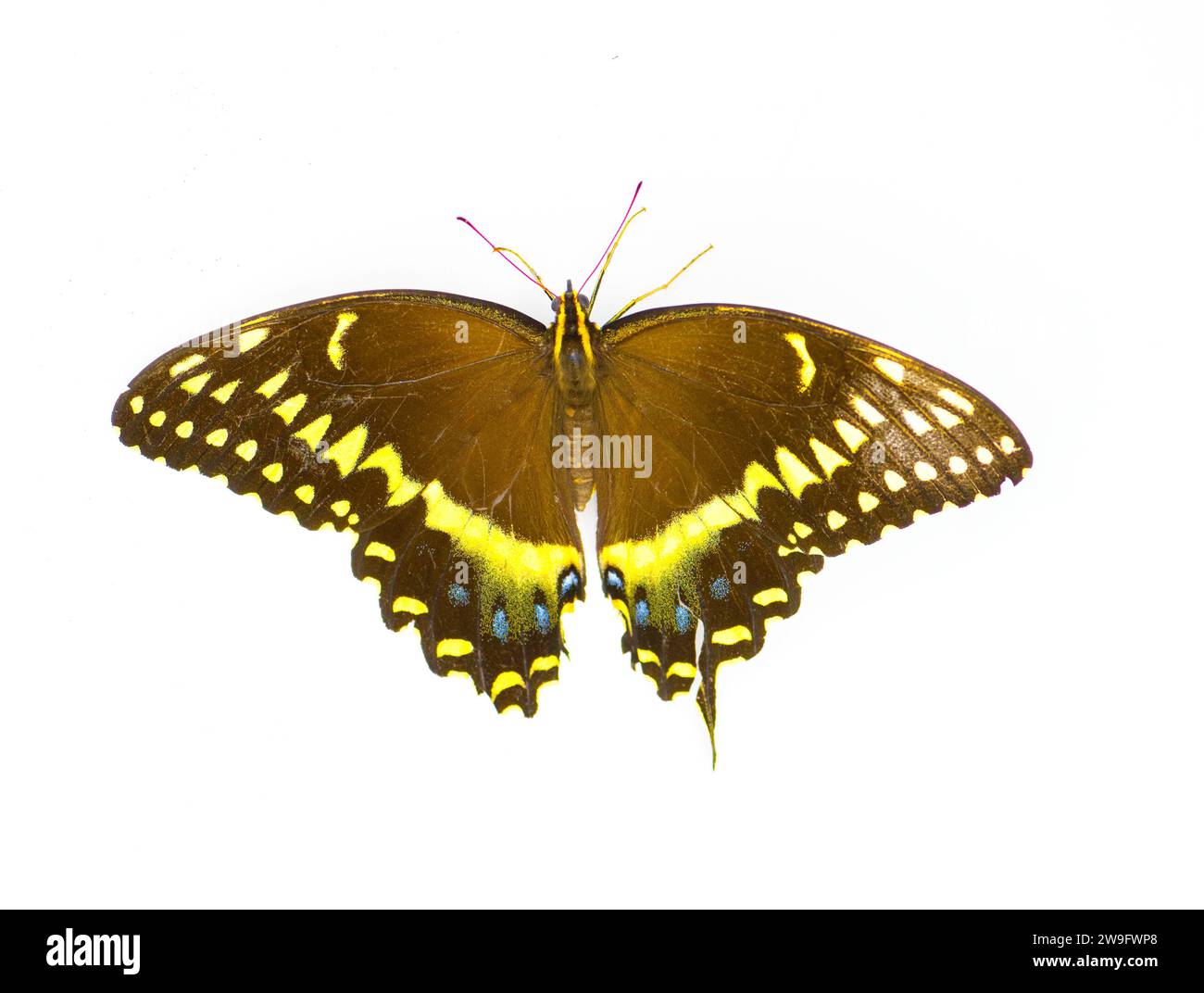 Palamedes swallowtail, laurel swallowtail butterfly - Papilio palamedes - isolated on white background top dorsal view Stock Photo