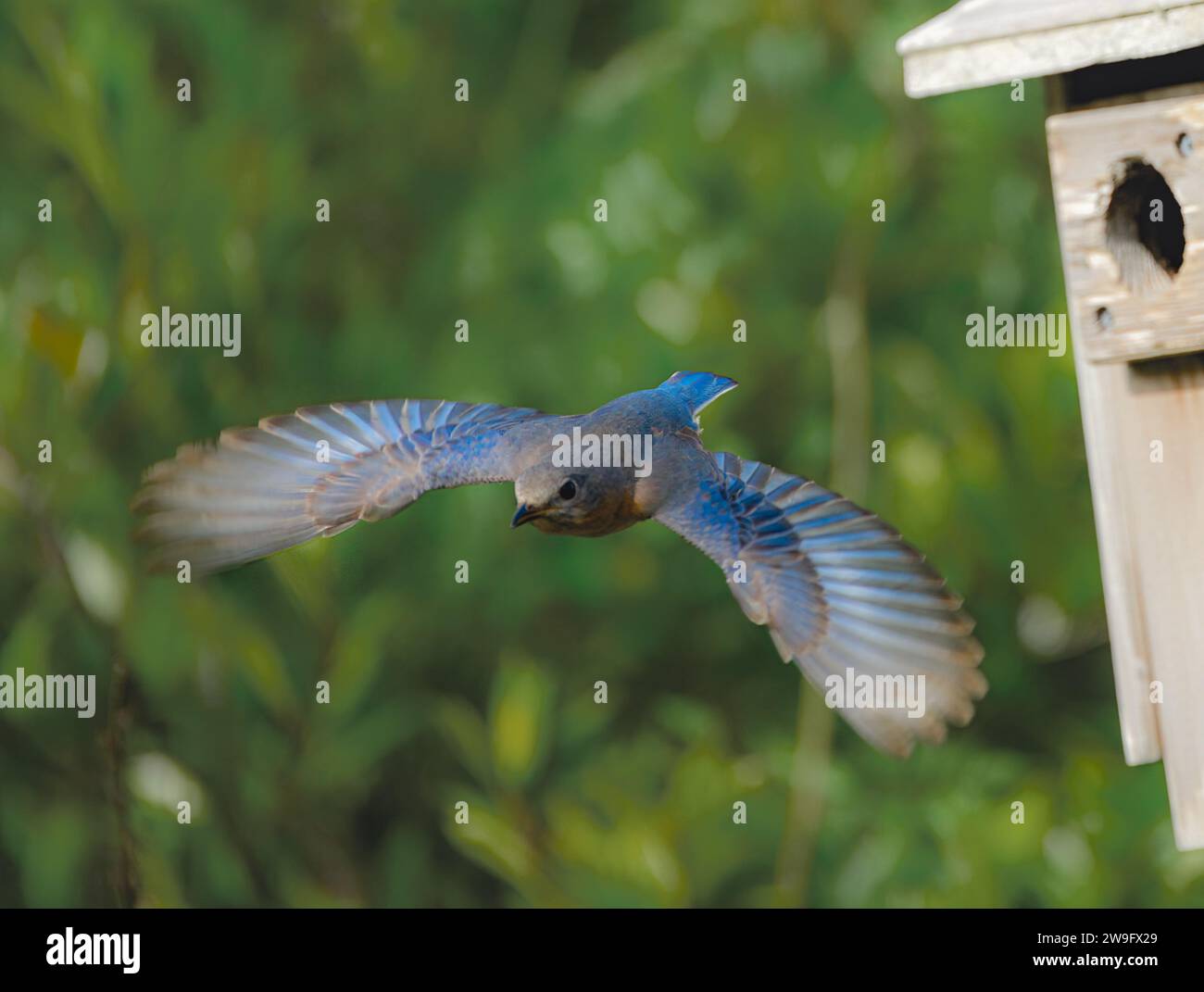 Female Eastern bluebird - Sialia sialis - flying away from nesting box