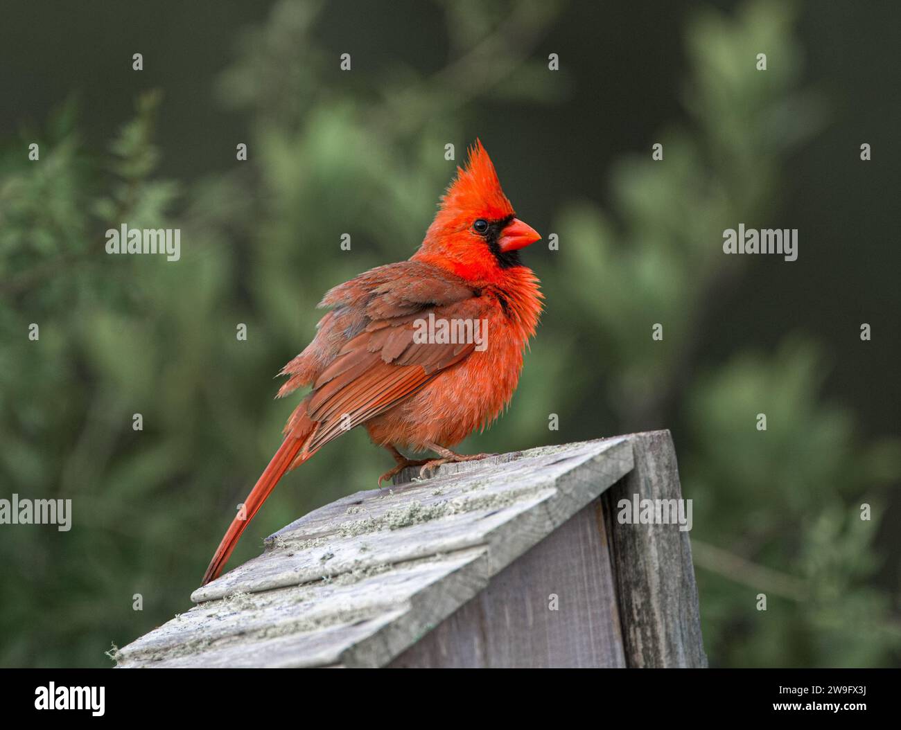 Fluffy Male Northern Cardinal Cardinalis cardinalis Perched on roof