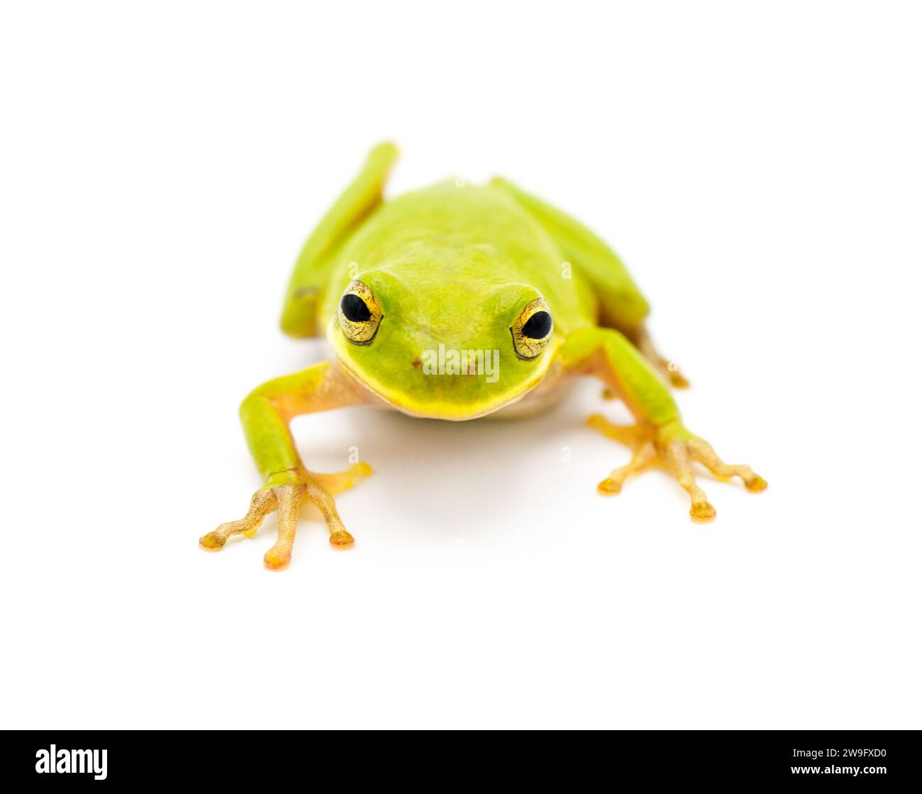 Lime Green wild Squirrel Treefrog - Hyla squirella isolated on white ...