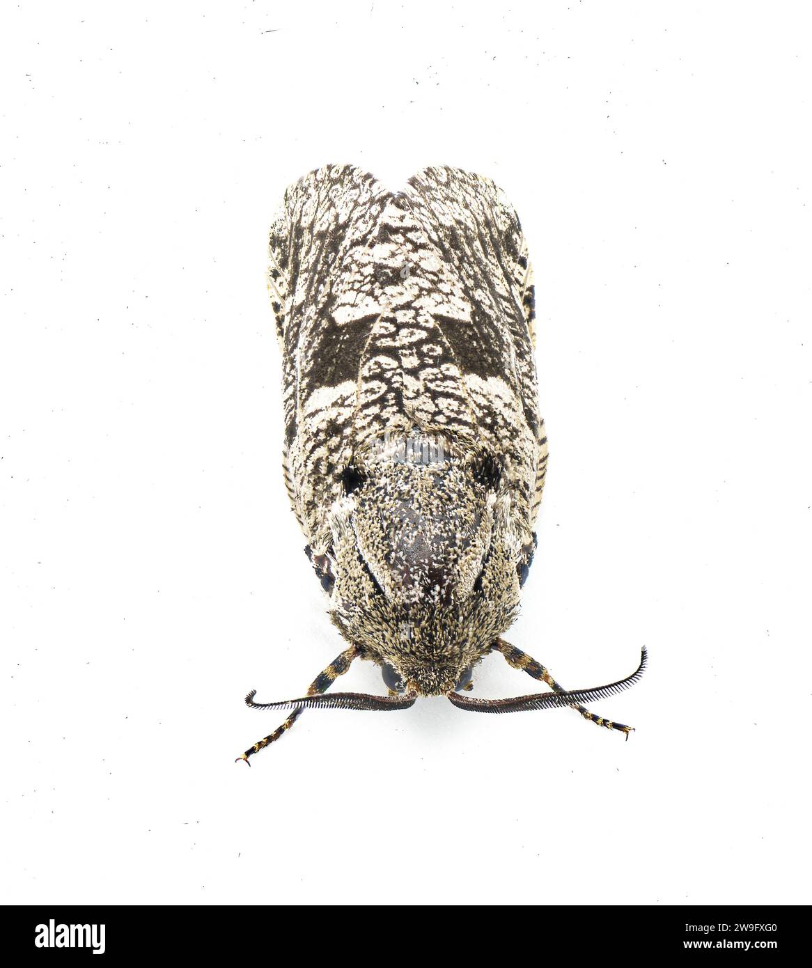 carpenterworm moth or locust borer, is a moth of the family Cossidae isolated on white top front view Stock Photo
