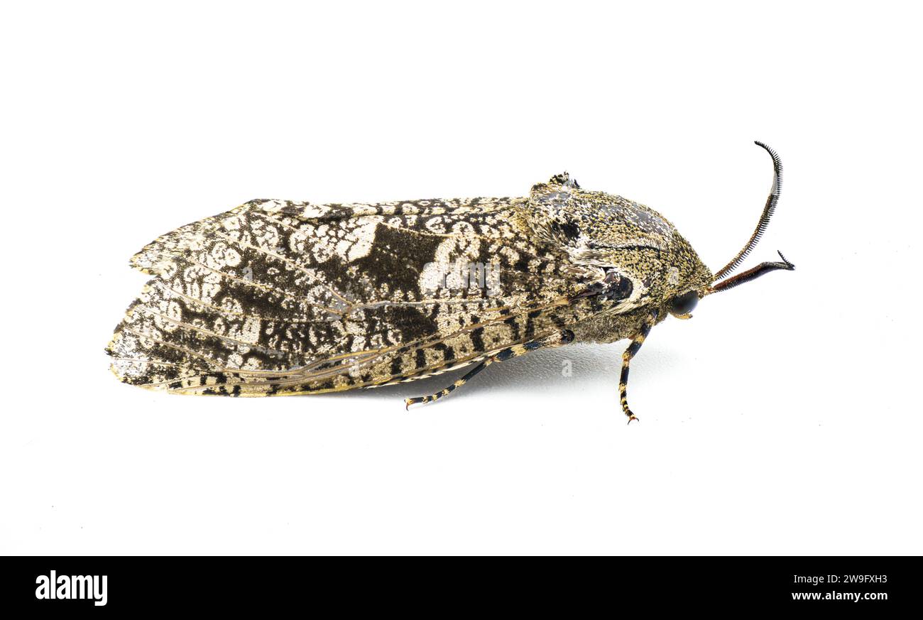 Prionoxystus robiniae - the carpenterworm moth or locust borer, is a moth of the family Cossidae isolated on white side profile view Stock Photo