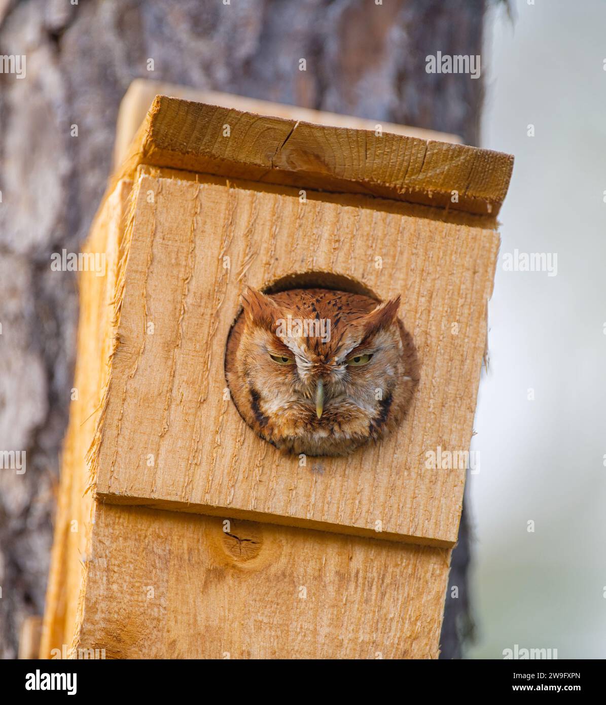 Wild eastern screech owl - Megascops asio - red rufous phase morph looking peeking out of homemade nesting box house towards camera Stock Photo