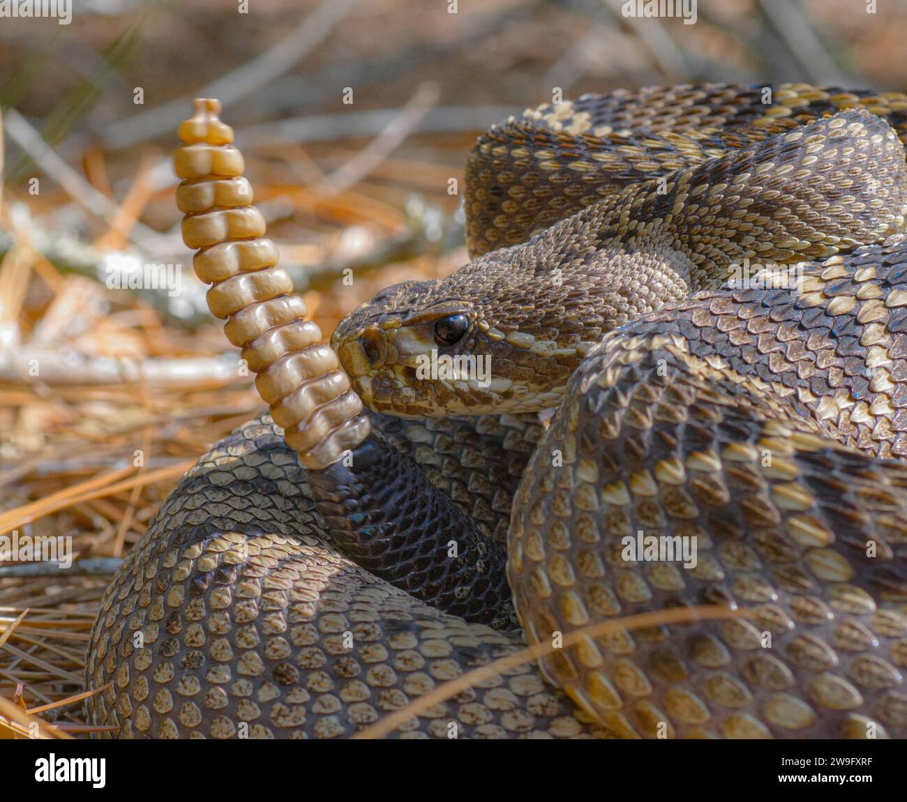 Large Eastern Diamondback Rattlesnake Crotalus Adamanteus Closeup Large Eastern Diamondback Rattlesnake Crotalus Adamanteus Closeup