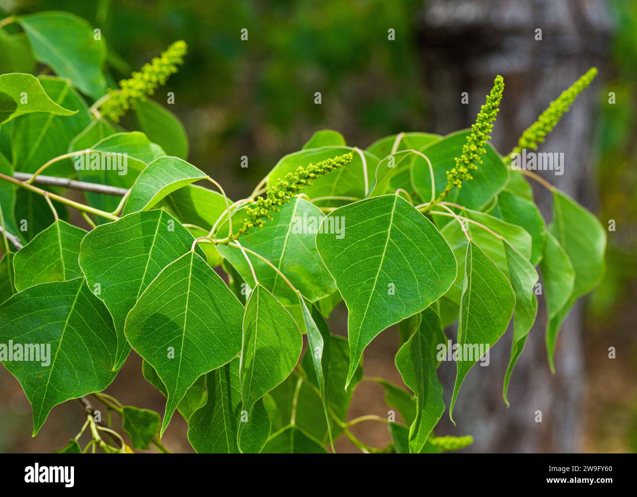 Chinese tallow tree - Triadica sebifera - blooms, blossom, flowers in summer showing green heart shaped leaves that contain an oil use to treat boils Stock Photo