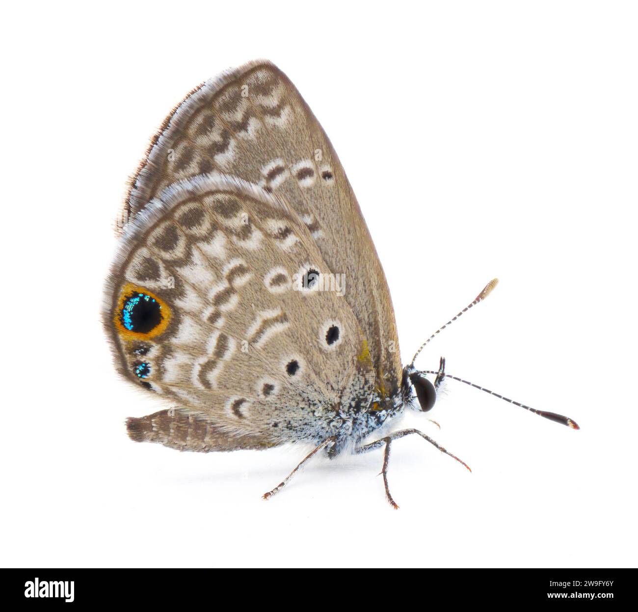 ceraunus blue butterfly - Hemiargus ceraunus - is a widespread Neotropical butterfly common in southern portions of the United States. Side profile vi Stock Photo