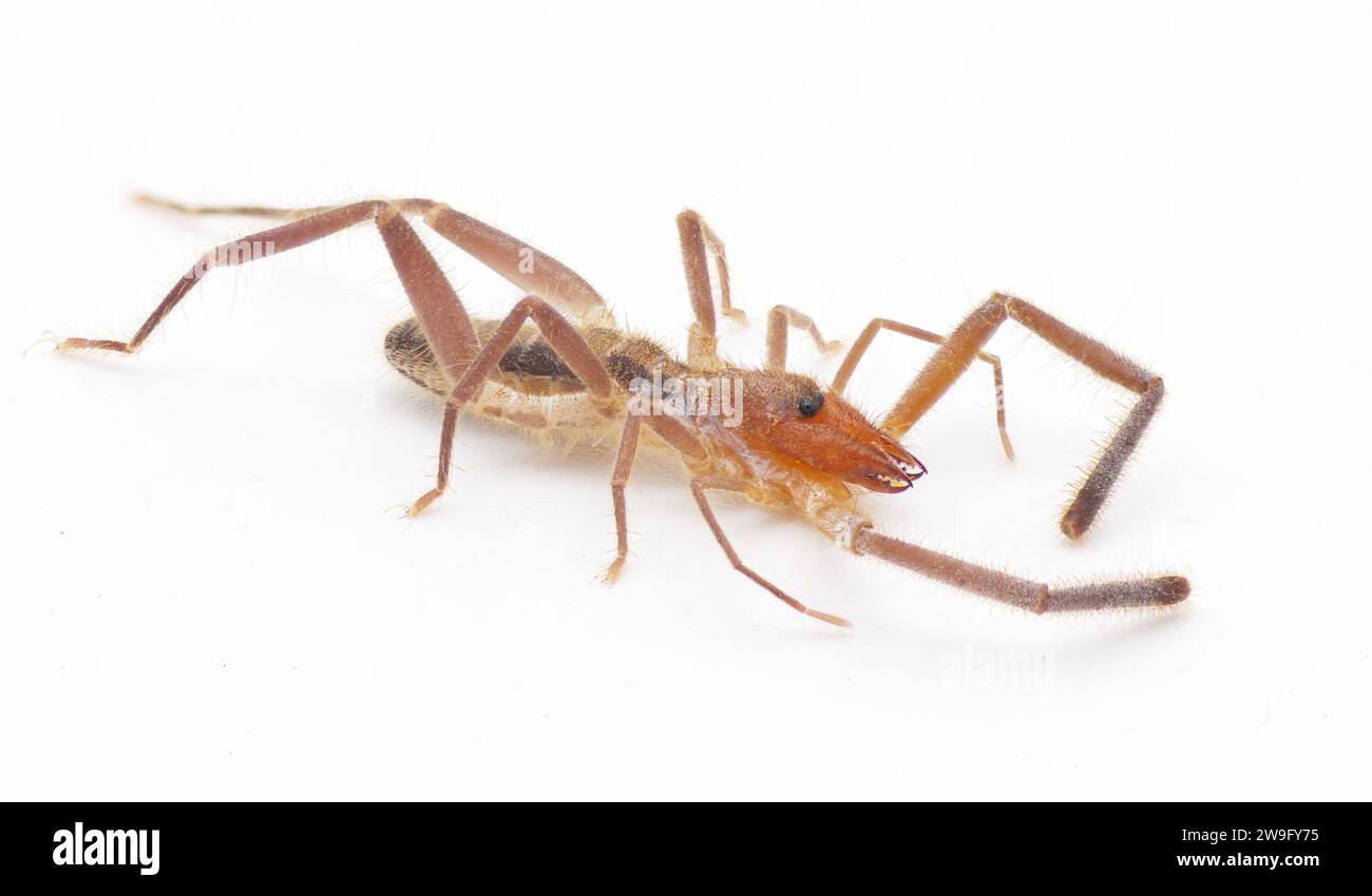 Wind scorpion camel spider sun scorpion - Ammotrechella stimpsoni - is a species of curve faced solpugid in the family Ammotrechidae, isolated on whit Stock Photo