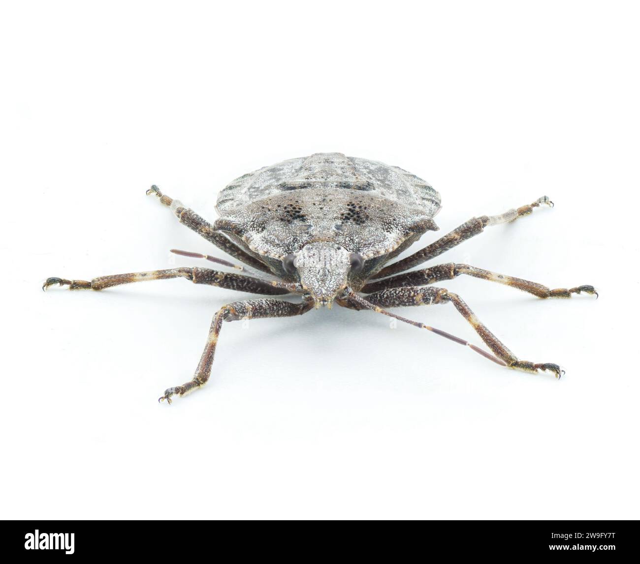 grey rough or four humped stink bug - Brochymena arborea - front face