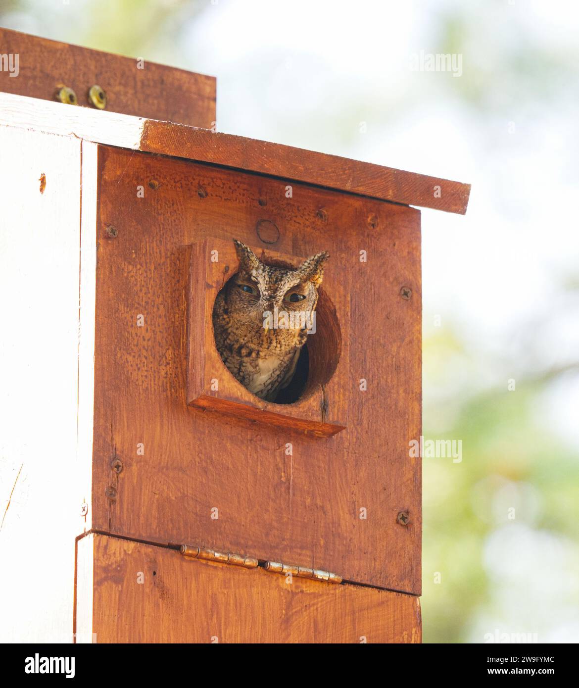 Wild eastern screech owl - Megascops asio - brown phase morph looking peeking out of homemade nesting box house towards camera Stock Photo