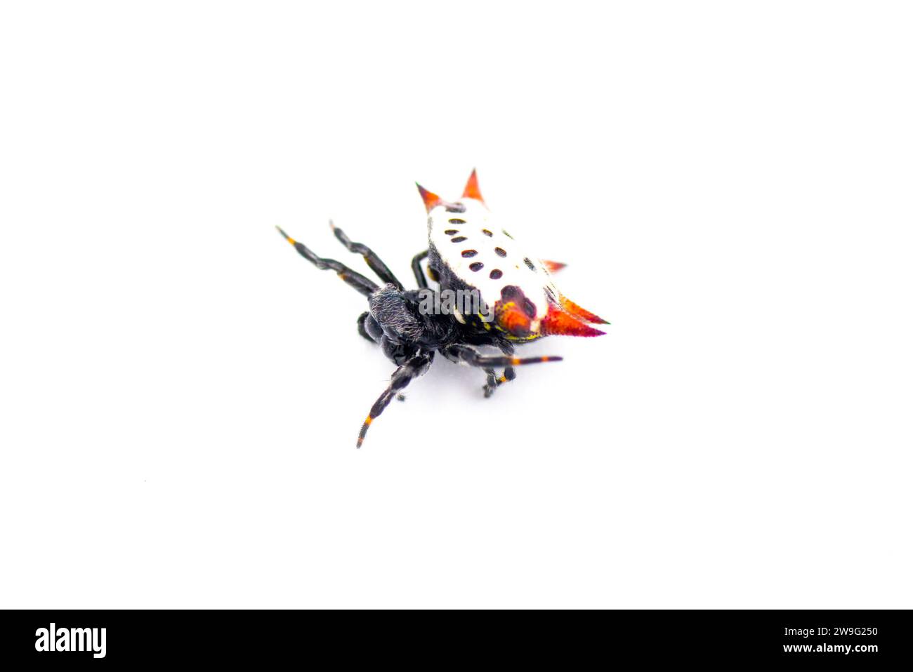 Spiny backed orb weaver spider - Gasteracantha cancriformis - aka crab or kite spider crawling left view isolated on white background Stock Photo