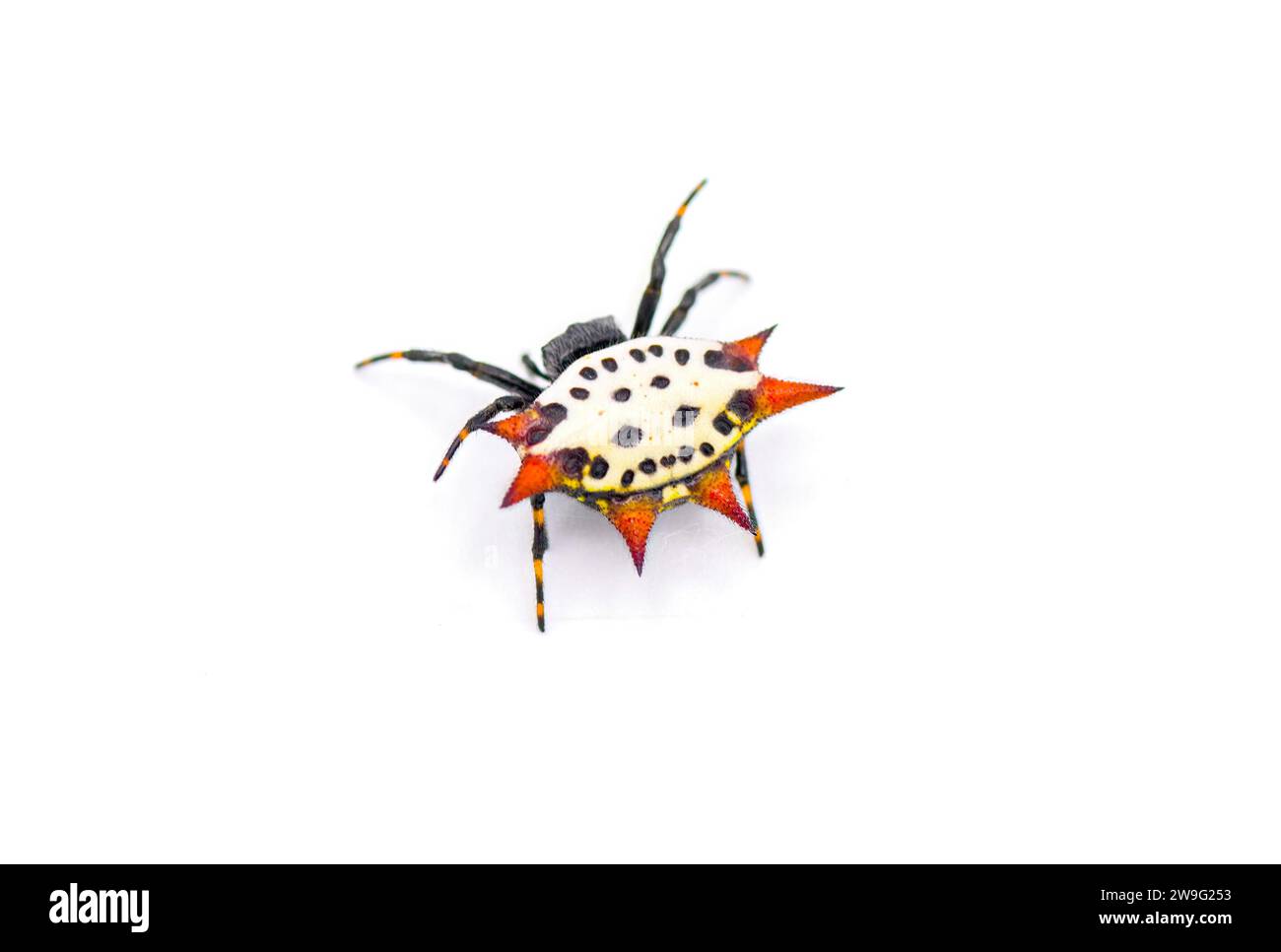 Spiny backed orb weaver spider - Gasteracantha cancriformis - aka crab or kite spider crawling away from camera back side view isolated on white backg Stock Photo