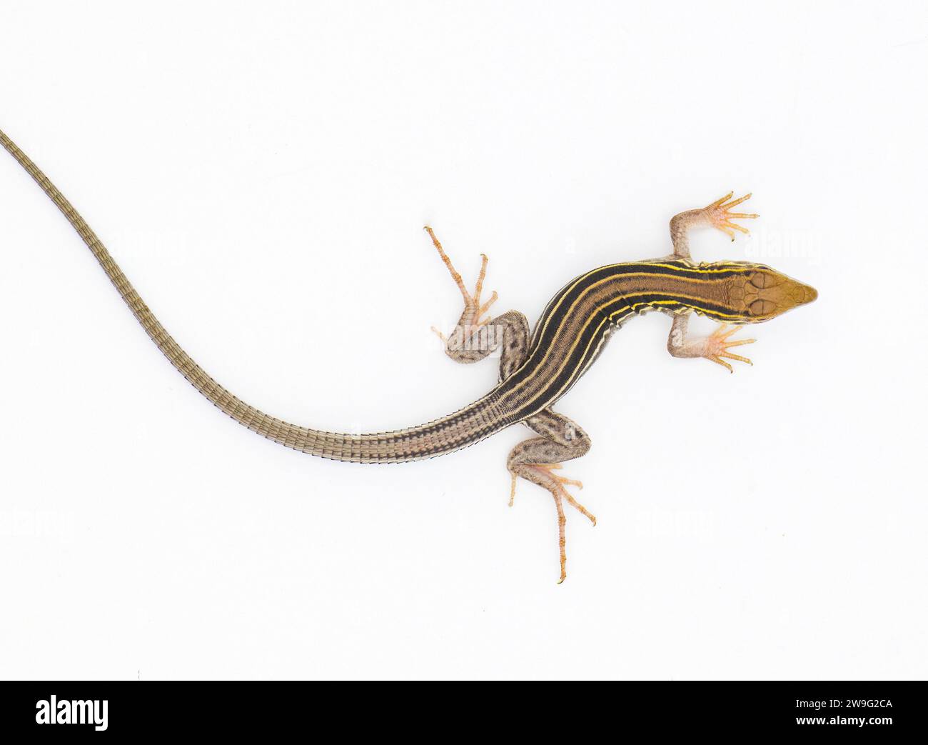 Aspidoscelis hi-res stock photography and images - Alamy