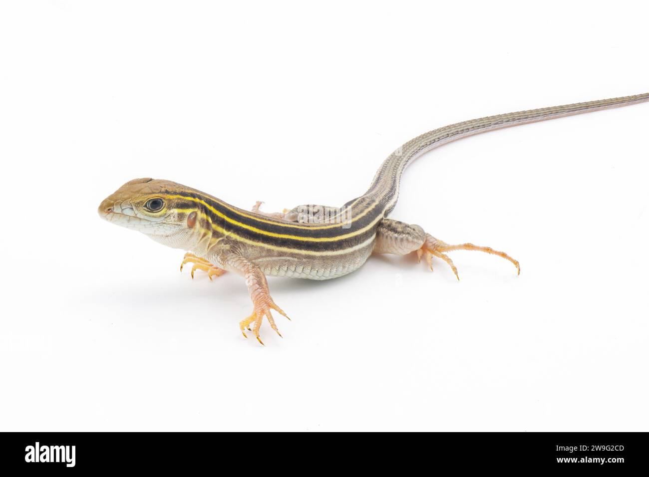 Arid skink Cut Out Stock Images & Pictures - Alamy