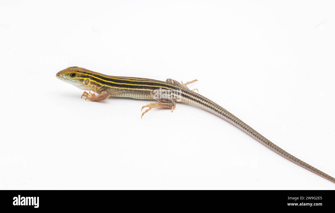 six lined racerunner lizard - Aspidoscelis sexlineatus - side profile view isolated on white background. They thrive in hot arid Sandy well drained ha Stock Photo