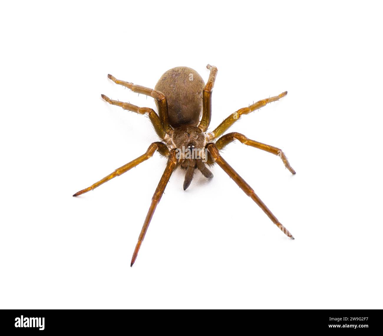 Southern House spider Kukulcania hibernalis top front view isolated on white background with