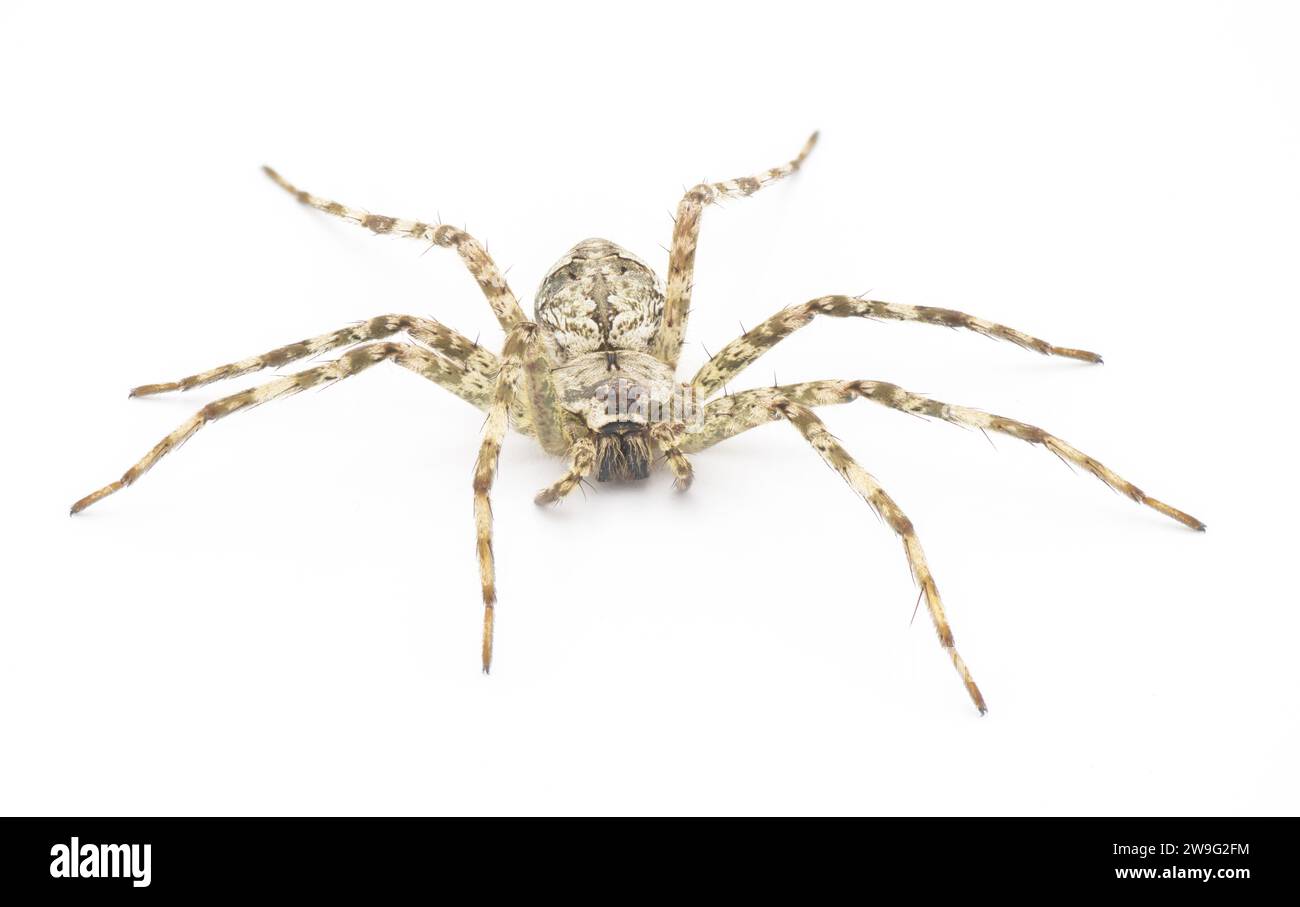 White Banded Fishing - Dolomedes albineus - front face view isolated on white background.  one of eight species of fishing spider in North America nor Stock Photo